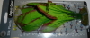 13cm Silk Plant - Amazon Red/Green