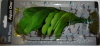 13cm Silk Plant - Sword Radicans