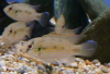 African Butterfly Cichlid (4-6cm)