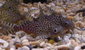 Feather-Fin Synodontis