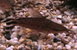 Flag-Tailed Porthole Catfish