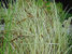Carex riparia variegata