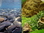Riverbed / Plants & Rock Reversible Background (18")