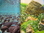 Riverbed / Plants & Rock Reversible Background (24")