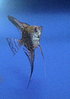 Leopard Angelfish (4-5cm)