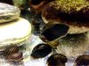 Mixed Algae-Eating Nerite Snail