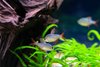 Colombian Red & Blue Tetra