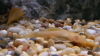 Albino Bristlenose (4 - 6cm)
