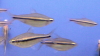 One-Striped African Characin