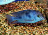 Blue Dolphin Cichlid (4-6cm)