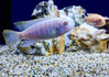 Albino Red-Top Ice Blue Cichlid