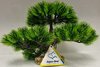 Bonsai Tree 18cm (Item 28487)