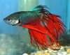 Mixed Male Crown Tail Fighting Fish