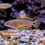 Peacock Goby