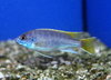 Yellow Tail Acei (4-6cm)