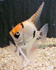 Koi Angelfish (4-6cm)