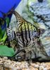 Zebra Lace Angelfish (4-6cm)
