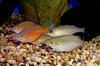 Sentani Rainbowfish
