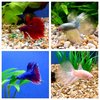Male Siamese Fighting Fish - Deluxe Assortment