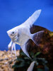 Platinum Angelfish (3-5cm)