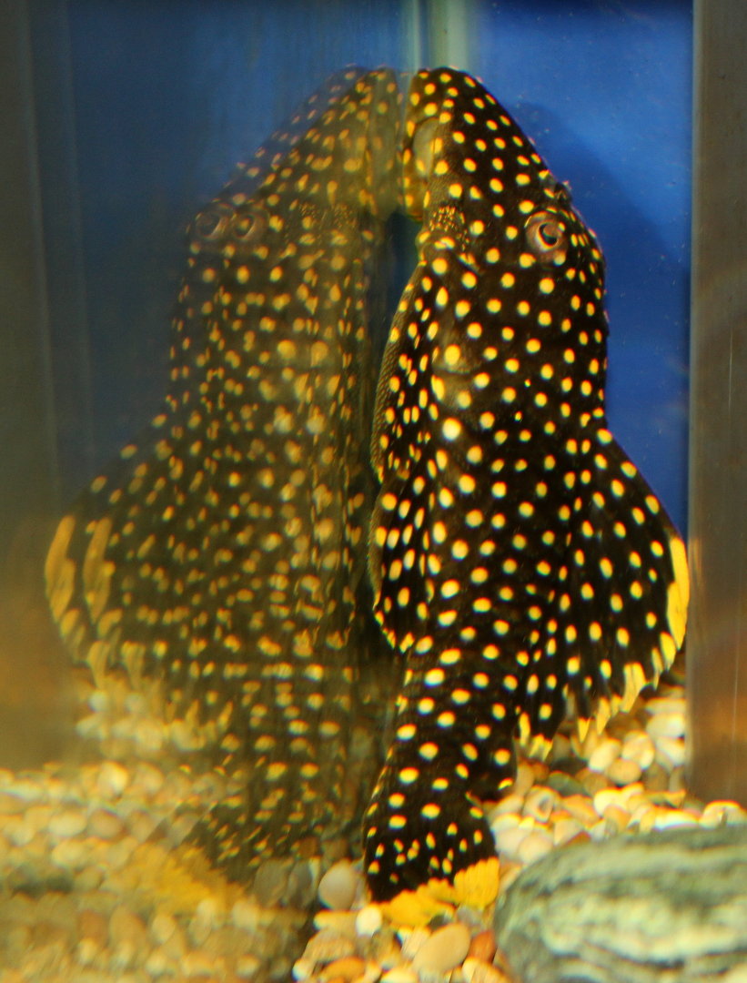 Golden Nugget Pleco (L18) (10-12cm) .