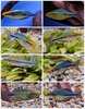 Lake Kutubu Rainbowfish