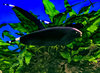 Black Ghost Knifefish (7-9cm)