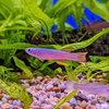 Red-striped Killifish
