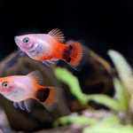 Red Top White Mickey Mouse Platy