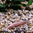 Albino Armoured Catfish (Hoplo) (4-6cm)