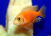 Fire Fish (5-7cm)