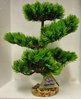 Bonsai Tree 30cm (Item 28486)