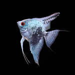 Smokey Blue Angelfish (4-6cm)